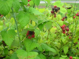 Raspberry brambles