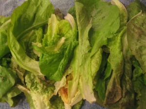 Lettuce, washed and ready to go!